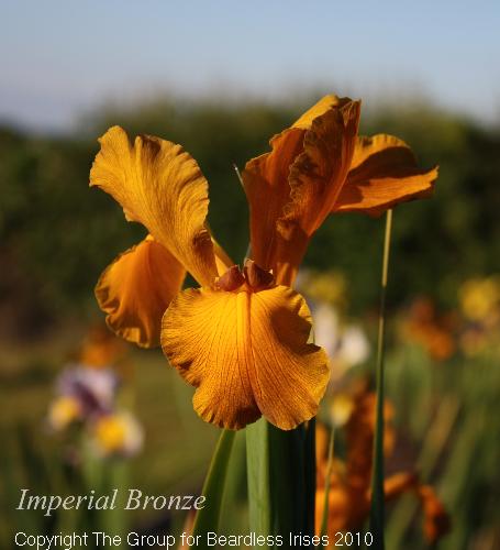 Imperial Bronze 